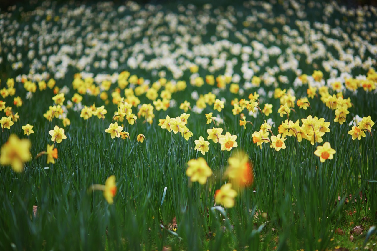 Narzissen zu Ostern