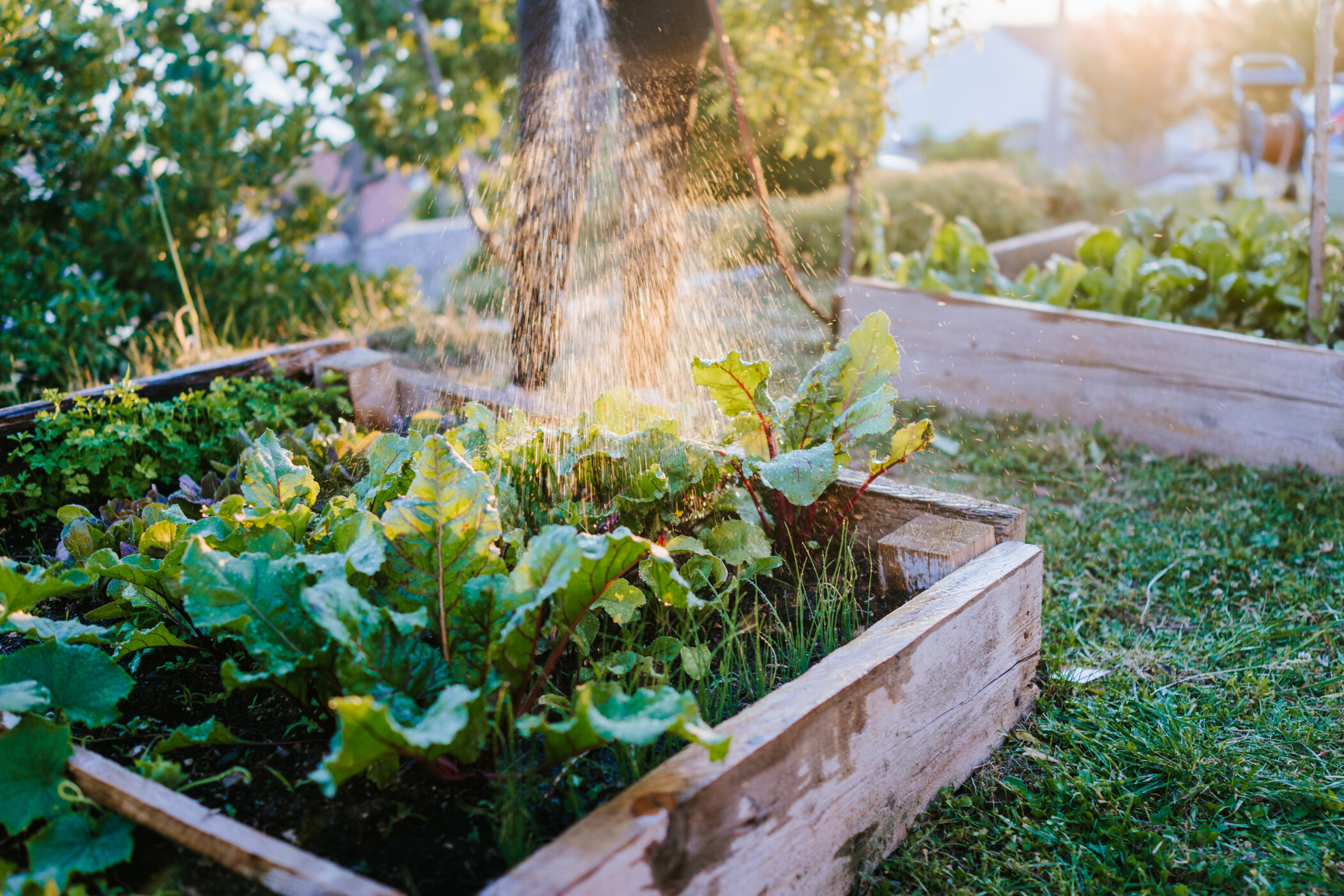 Regenwasser sparen: Zisterne im Garten fachgerecht anschließen und nutzen.