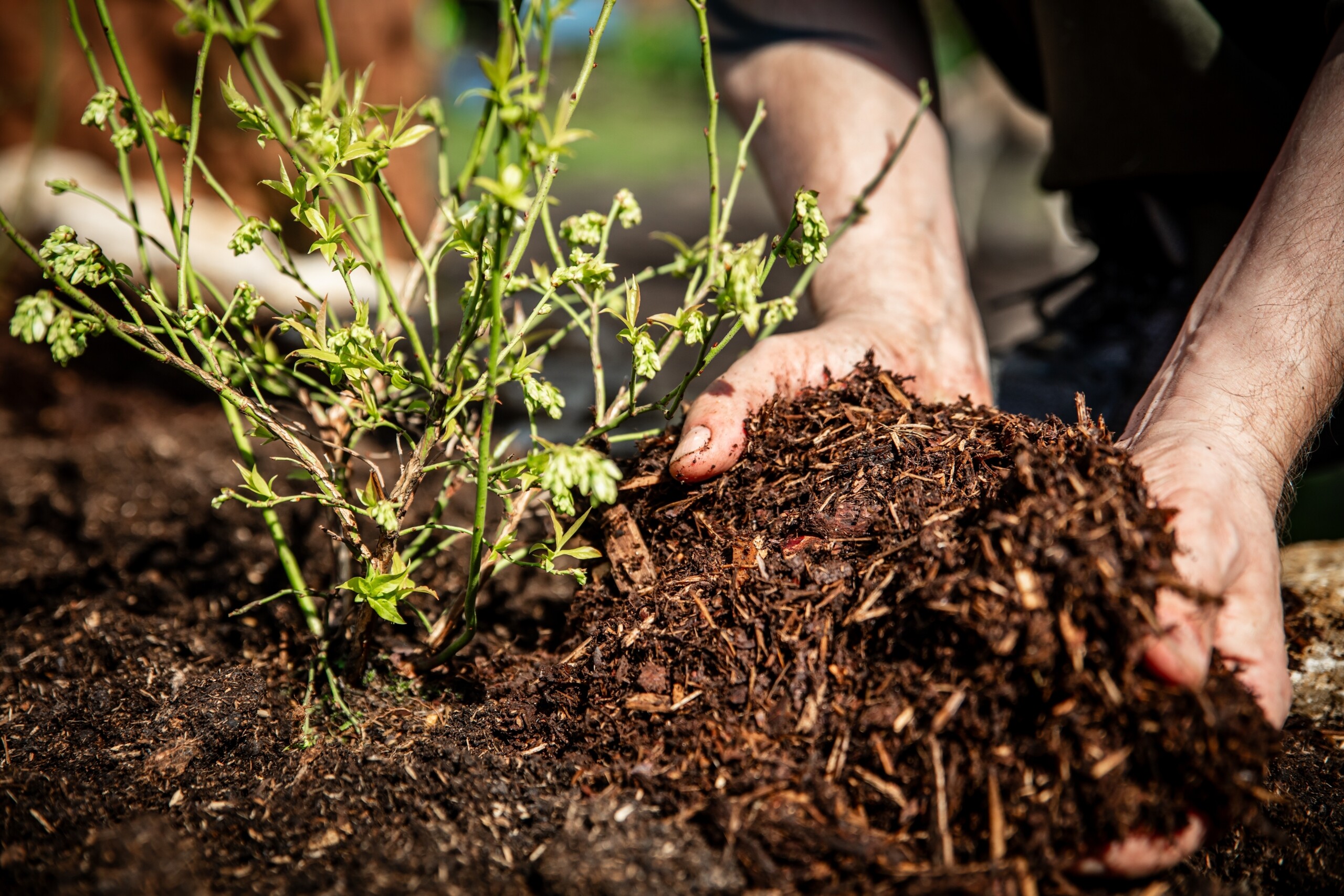 Mulchen gegen Trockenheit: So bleibt die Gartenerde länger feucht.