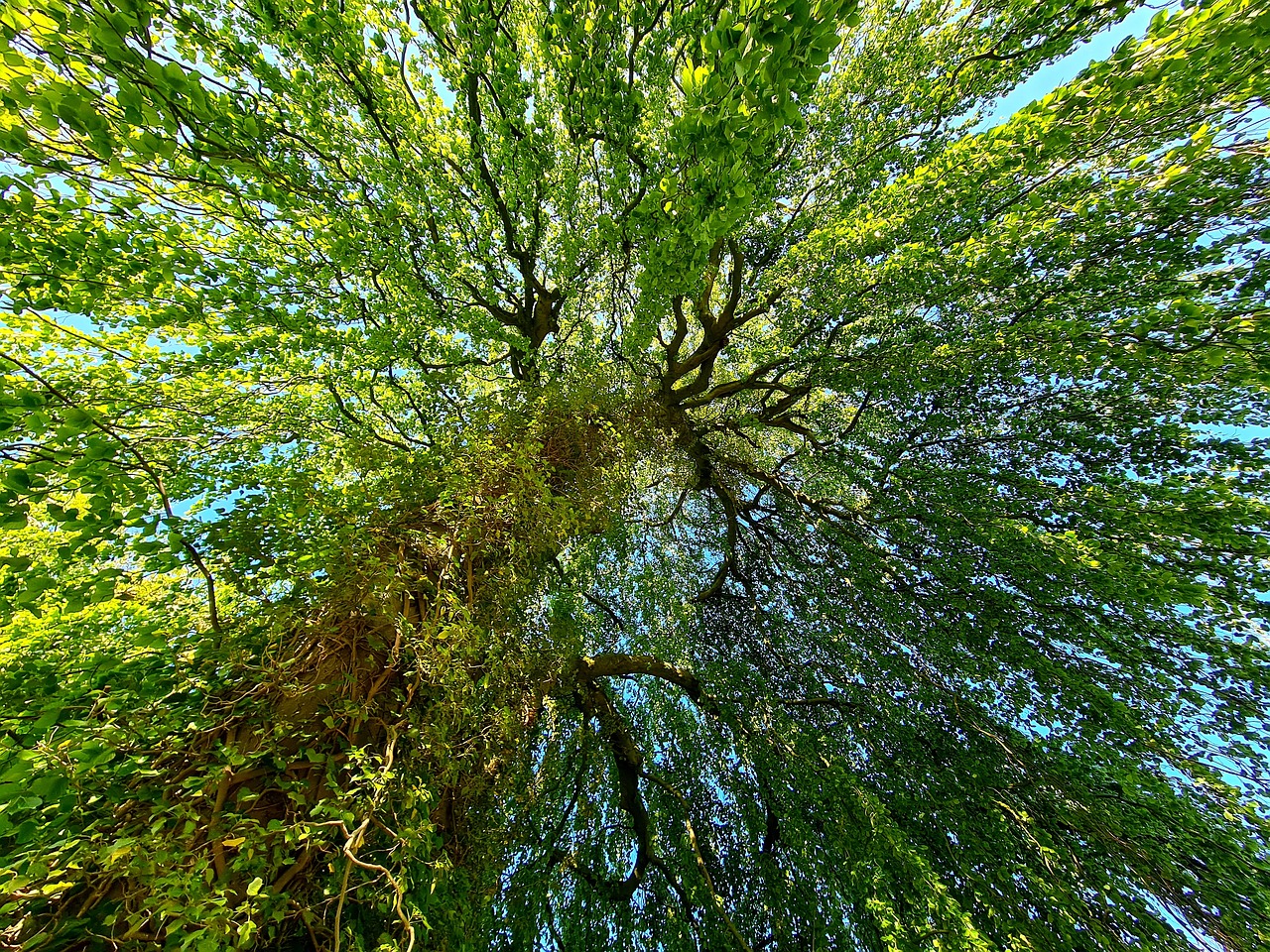 Waldtherapie: WieResilienter Wald: Klimaschutz und Gewässerschutz in einem Bäume unsere Gesundheit fördern