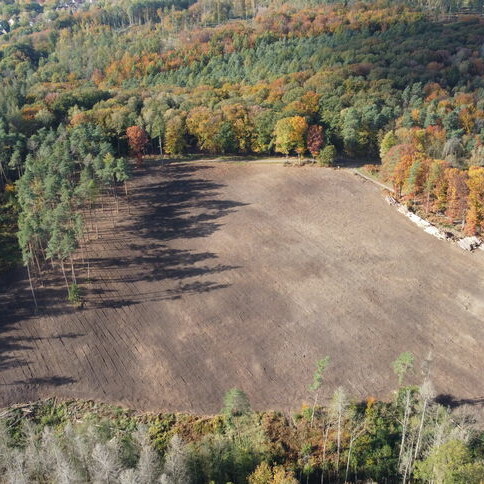 Kahle Fläche im Wald in Siegburg Kaldauen.