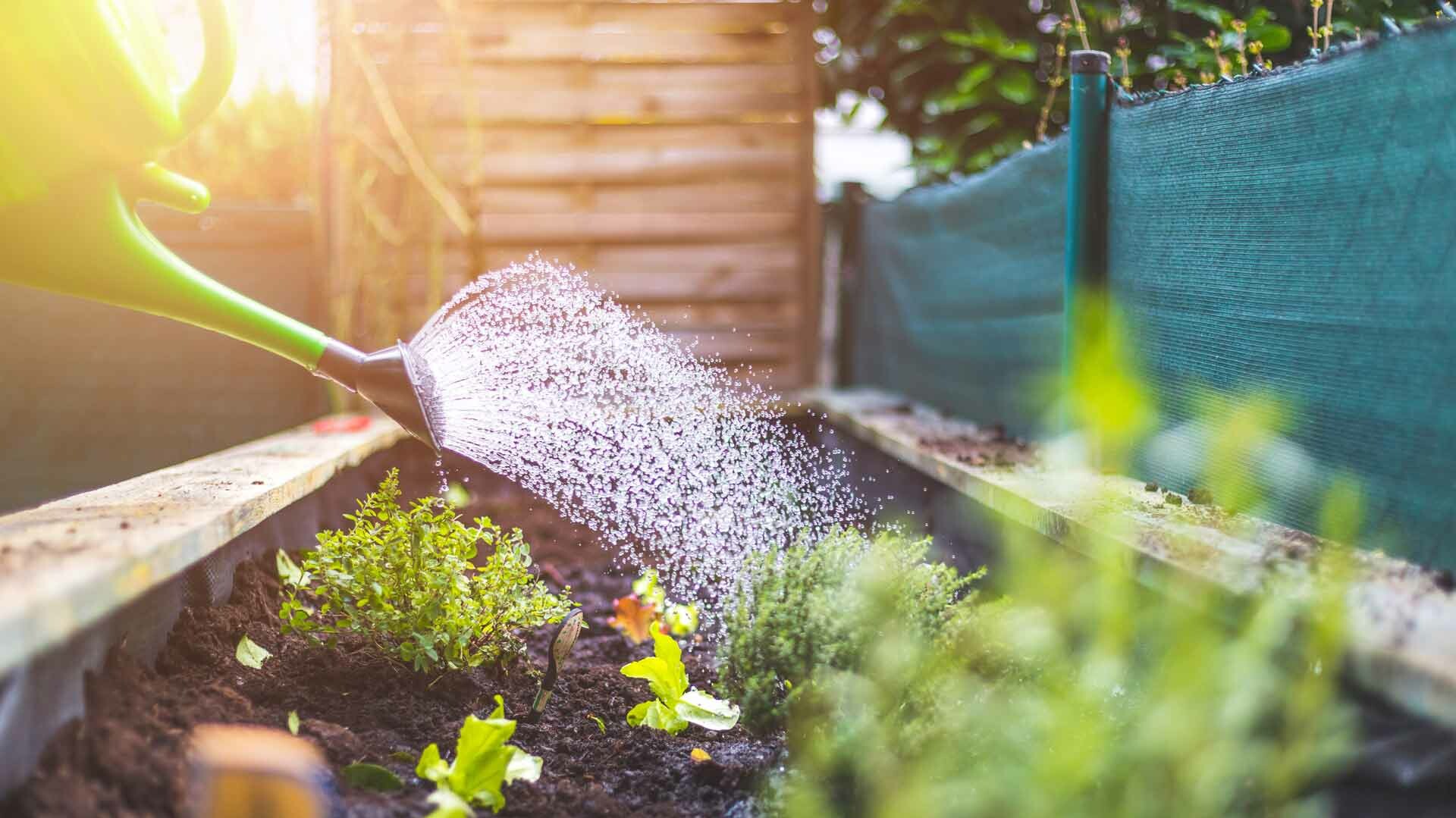 Pflanzen im Beet werden mit einer Gießkanne gegossen