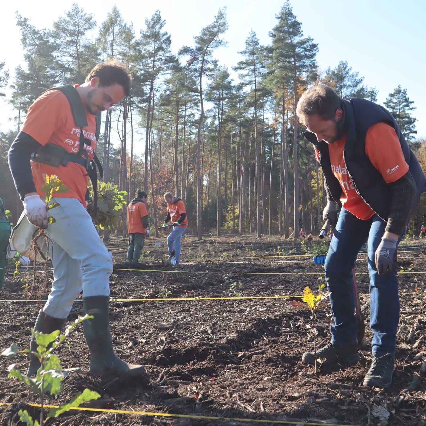 rhenag-Mitbeiter pflanzen Baumsetzlinge im rhenag-Zukunftswald.