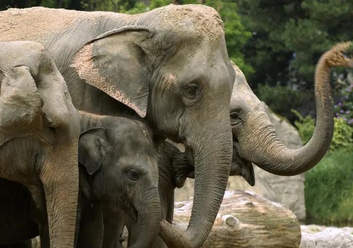 Kölner Zoo 