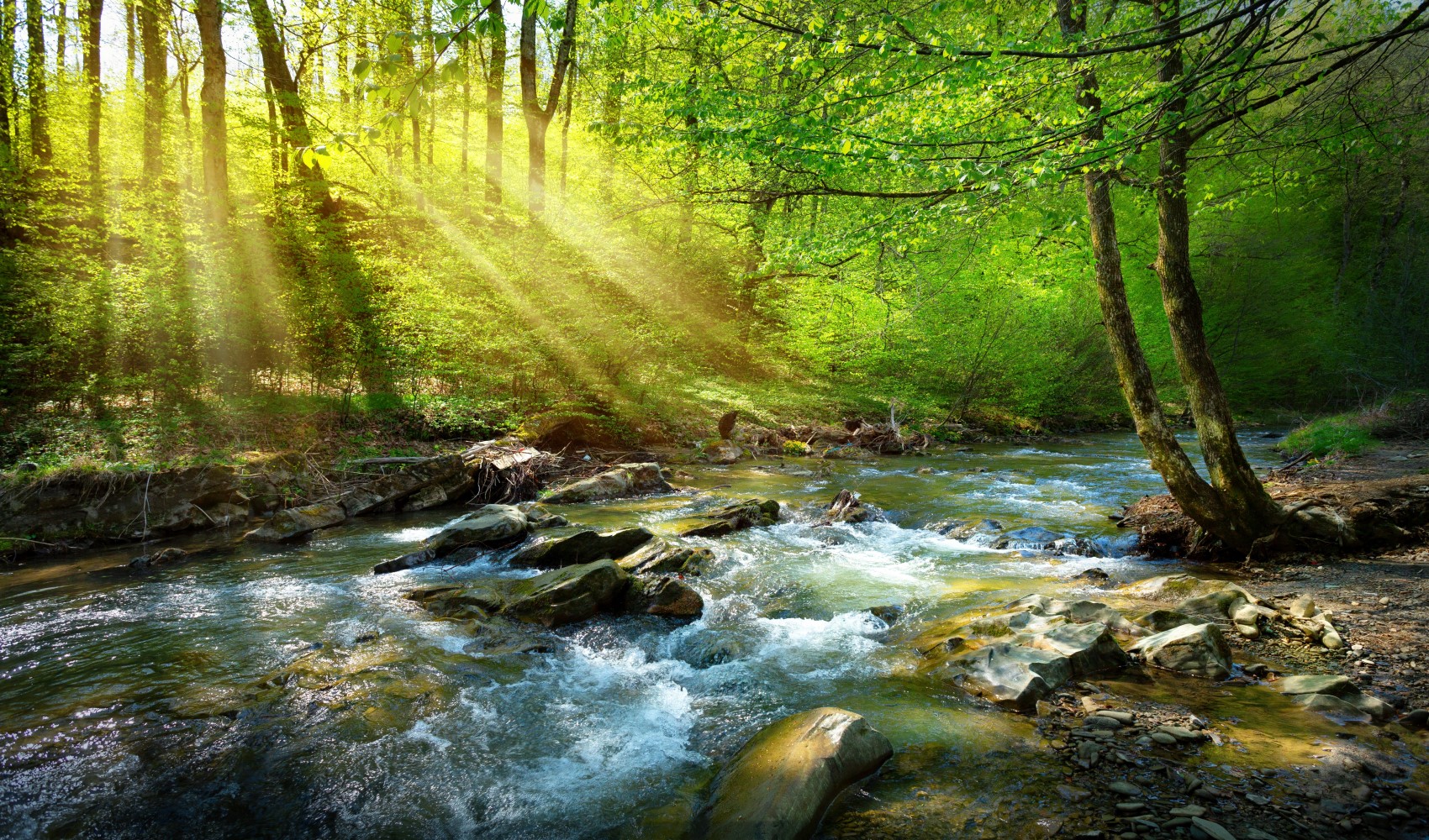 Klimawandel und seine Auswirkungen auf europäische Wälder