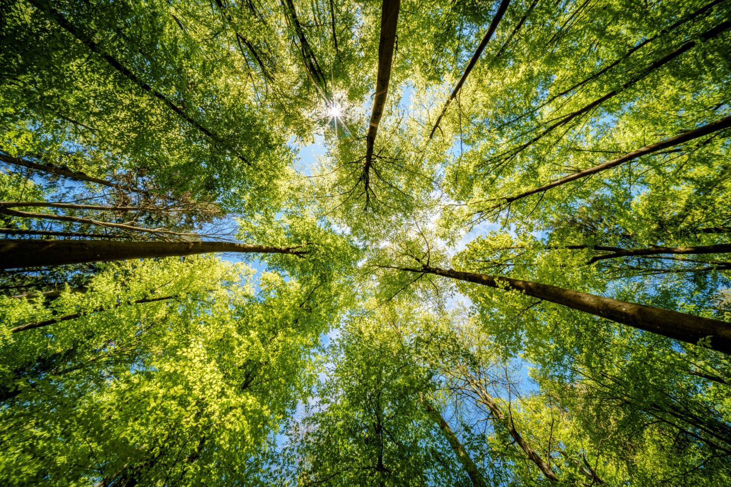 Zukunftswald-Projekt: Nachhaltige Wälder und Trinkwasserschutz